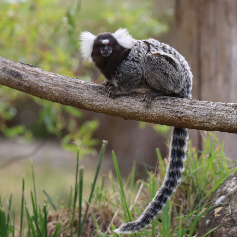 Common Marmoset