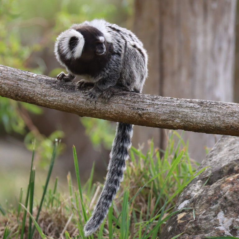 Common Marmoset