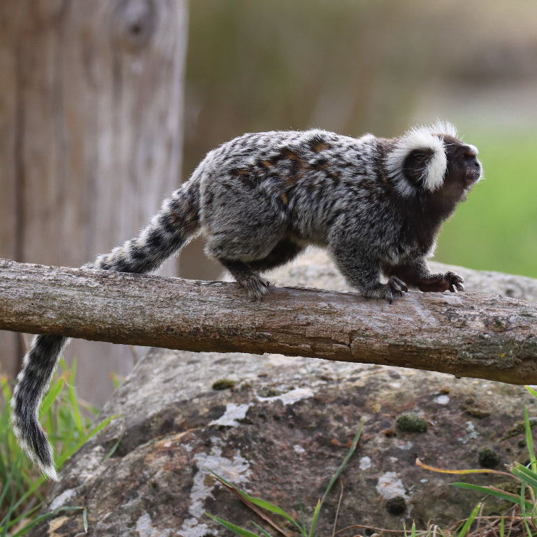 Common Marmosets