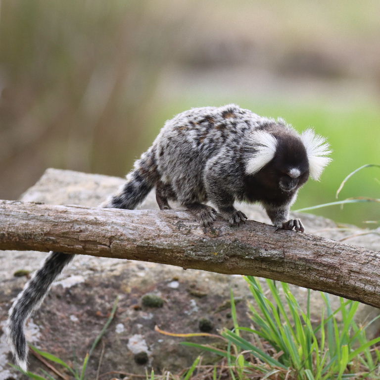 Common Marmoset