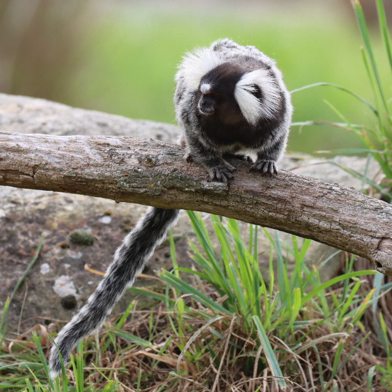 Common Marmoset