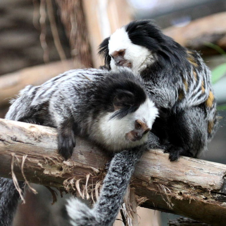 Geoffroy's Marmosets grooming