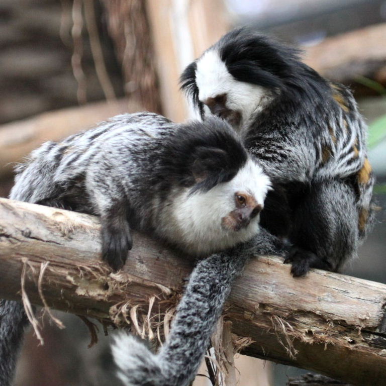 Geoffroy's Marmosets grooming