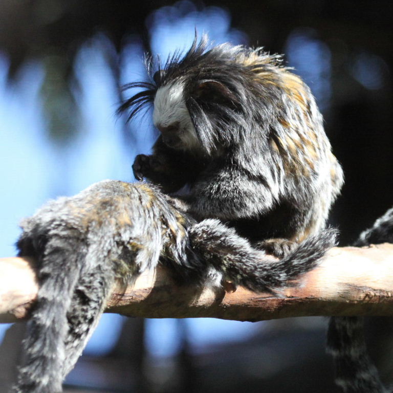 Geoffroy's Marmosets grooming