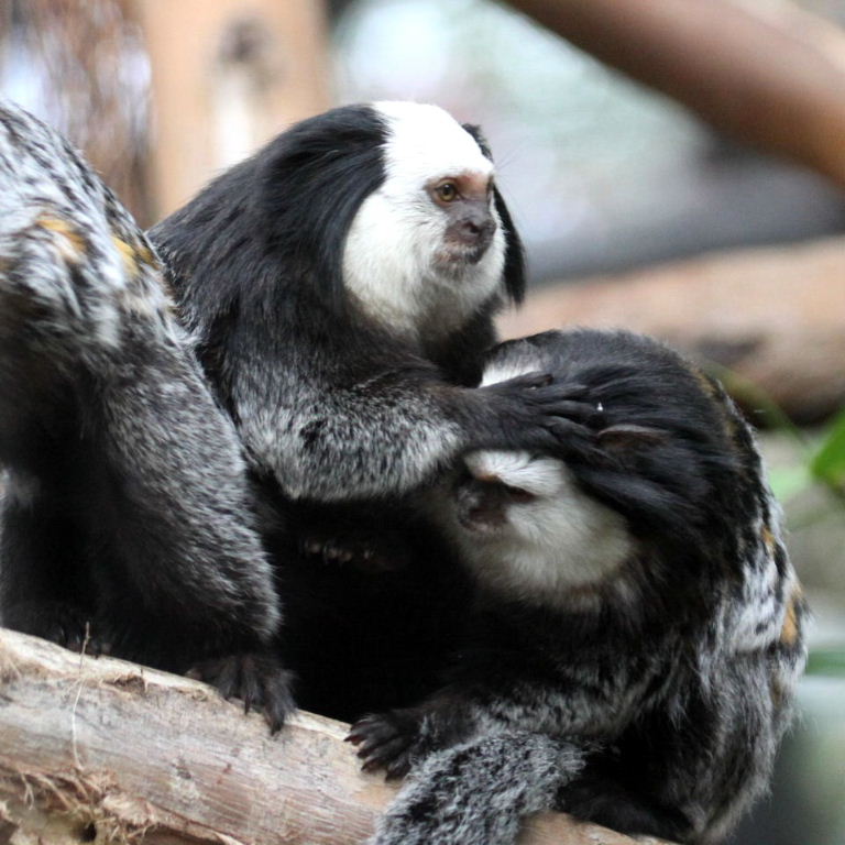 Geoffroy's Marmosets