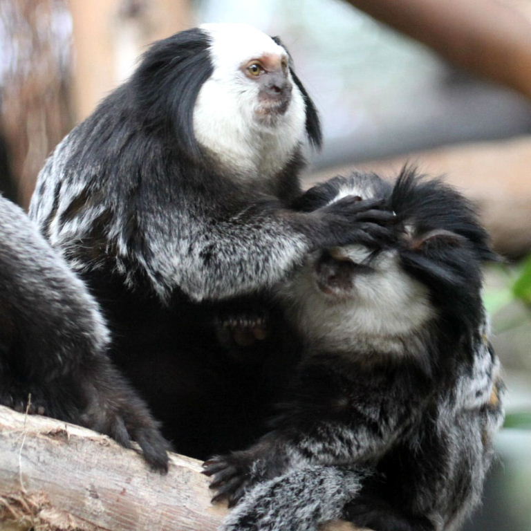 Geoffroy's Marmosets