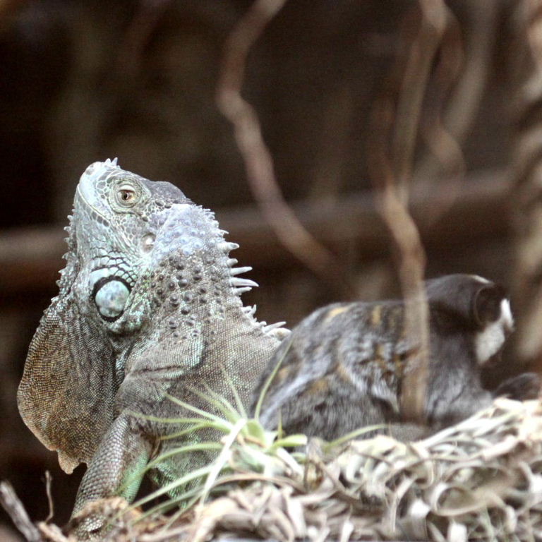 Geoffroy's Marmoset grooming Iguana