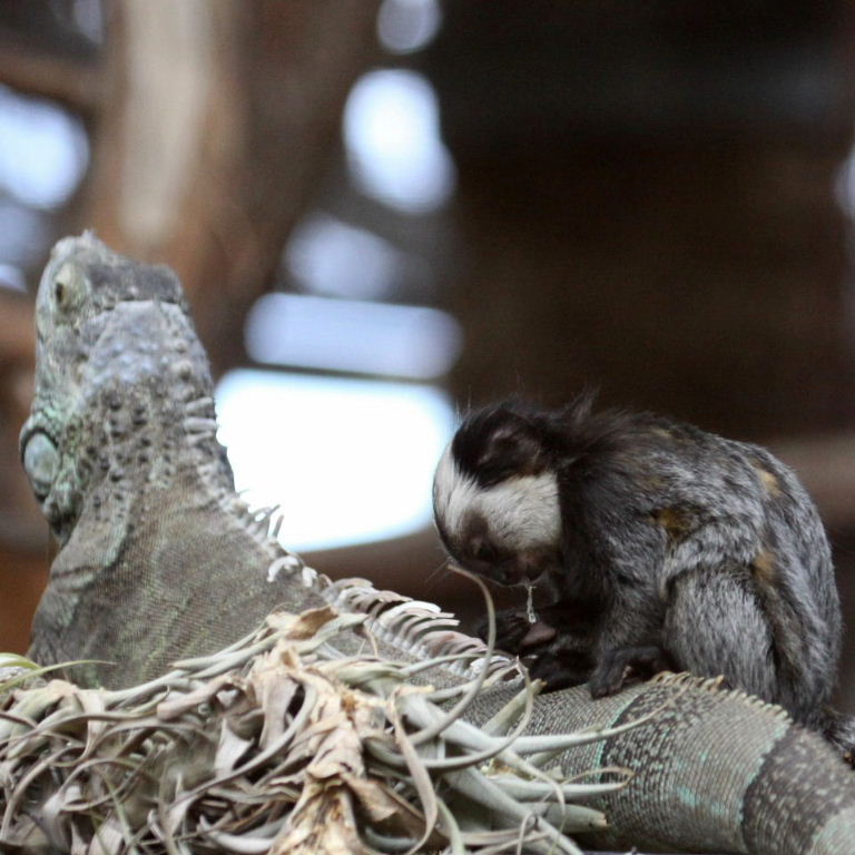 Geoffroy's Marmoset grooming Iguana