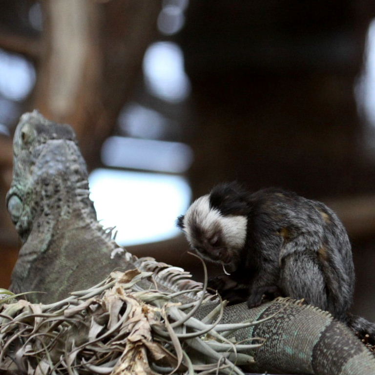 Geoffroy's Marmoset grooming Iguana