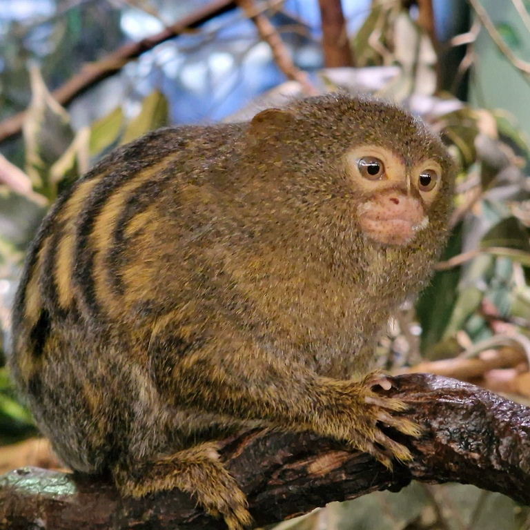 Pygmy Marmoset