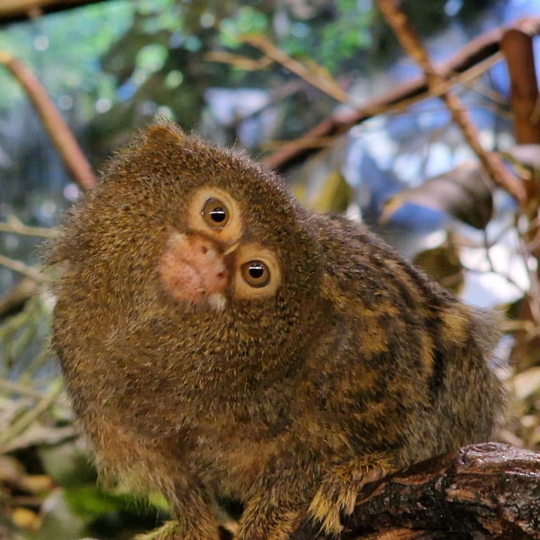 Pygmy Marmoset