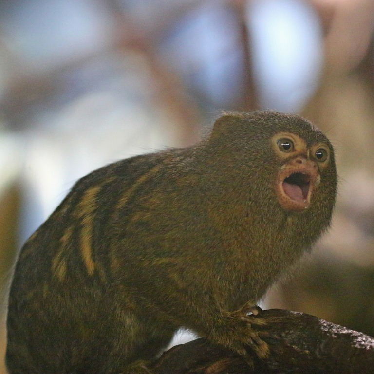 Pygmy Marmoset