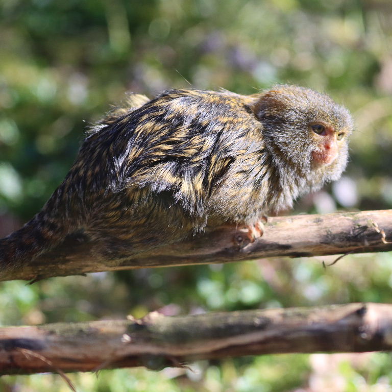 Western Pygmy Marmoset