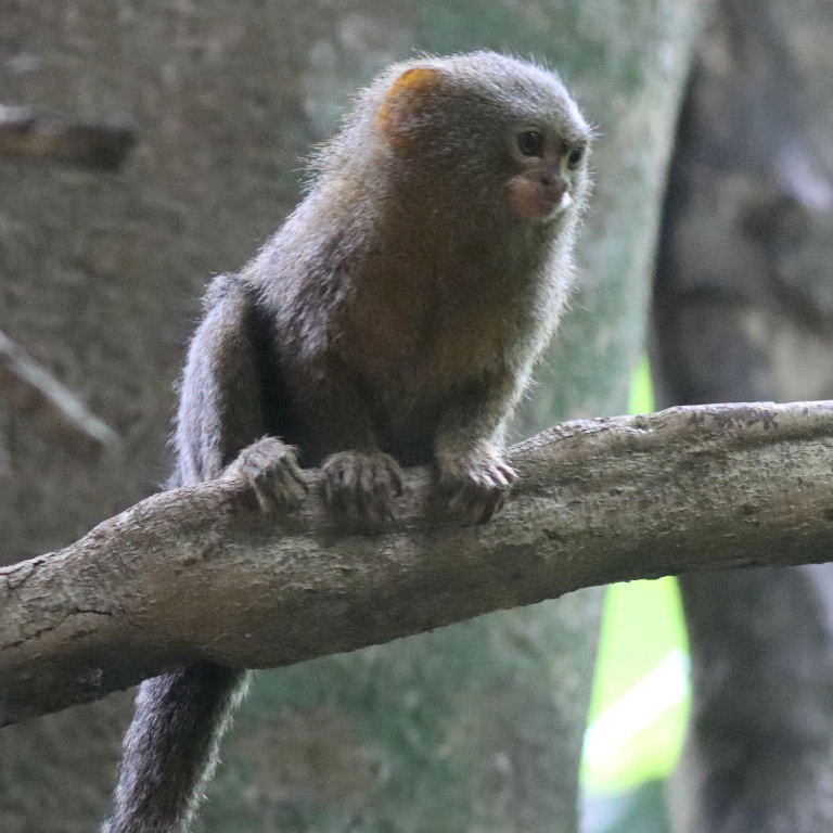 Western Pygmy Marmoset