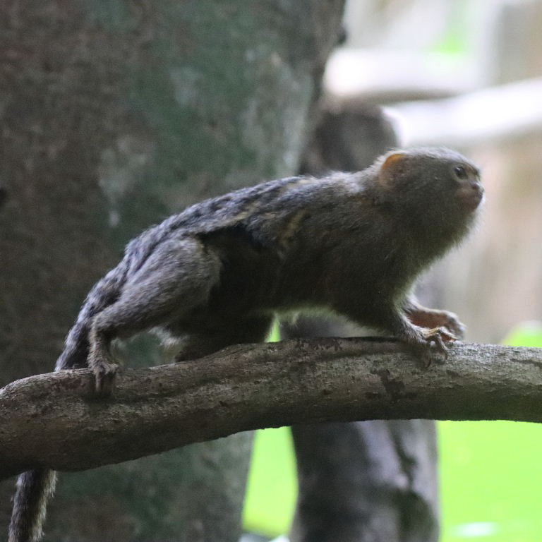 Western Pygmy Marmoset
