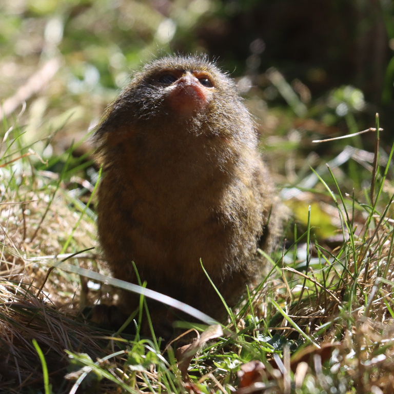 Pygmy Marmoset