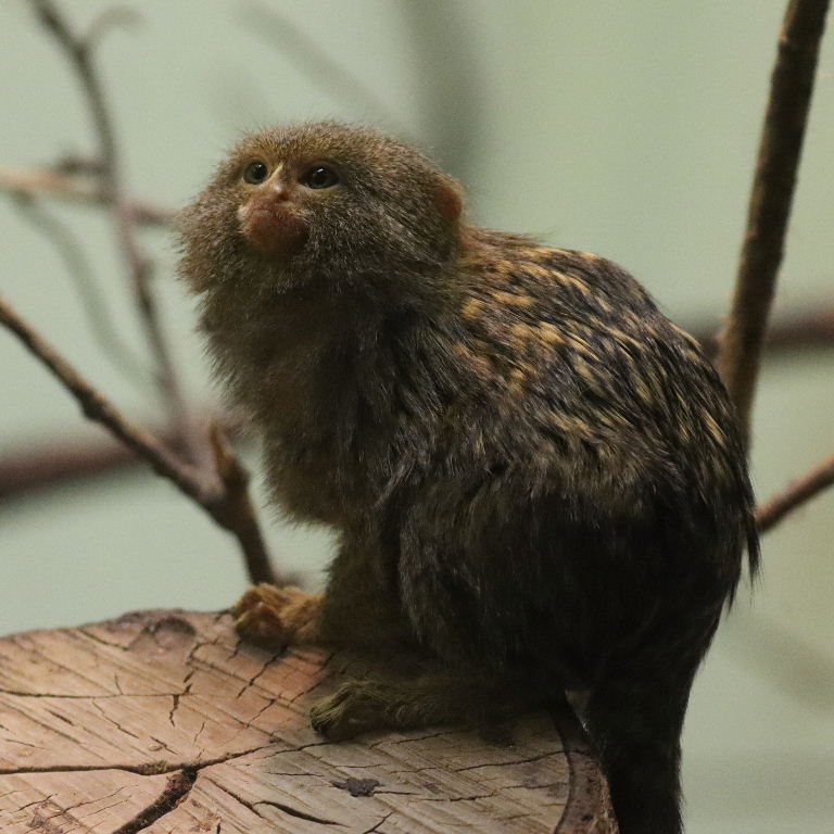 Pygmy Marmoset