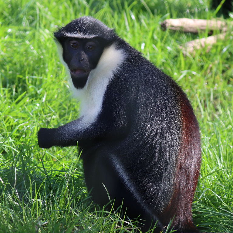 Diana Monkey