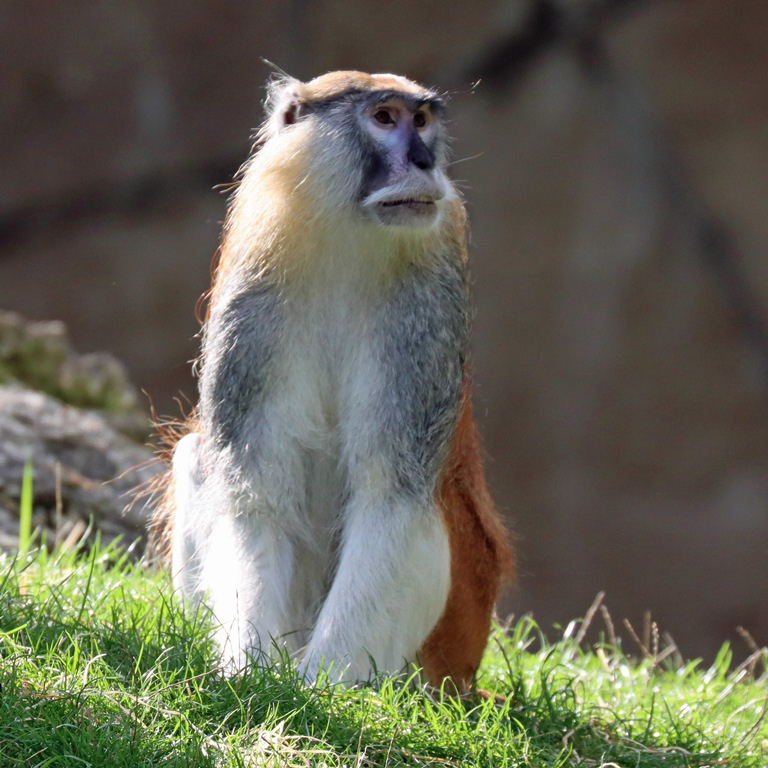 Patas Monkey