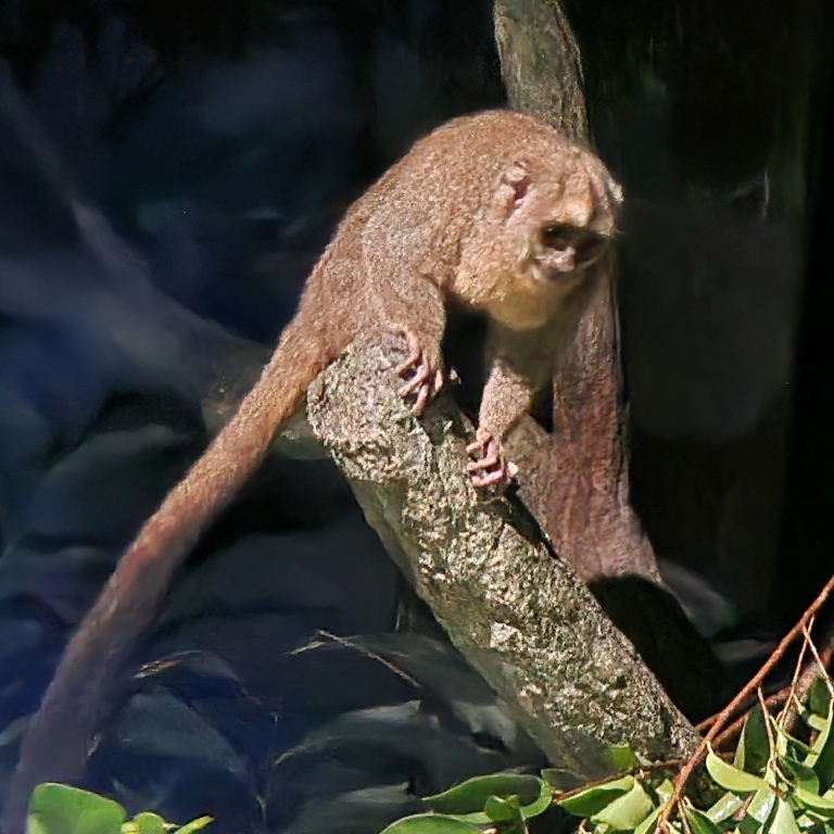 Grey-handed Night Monkey