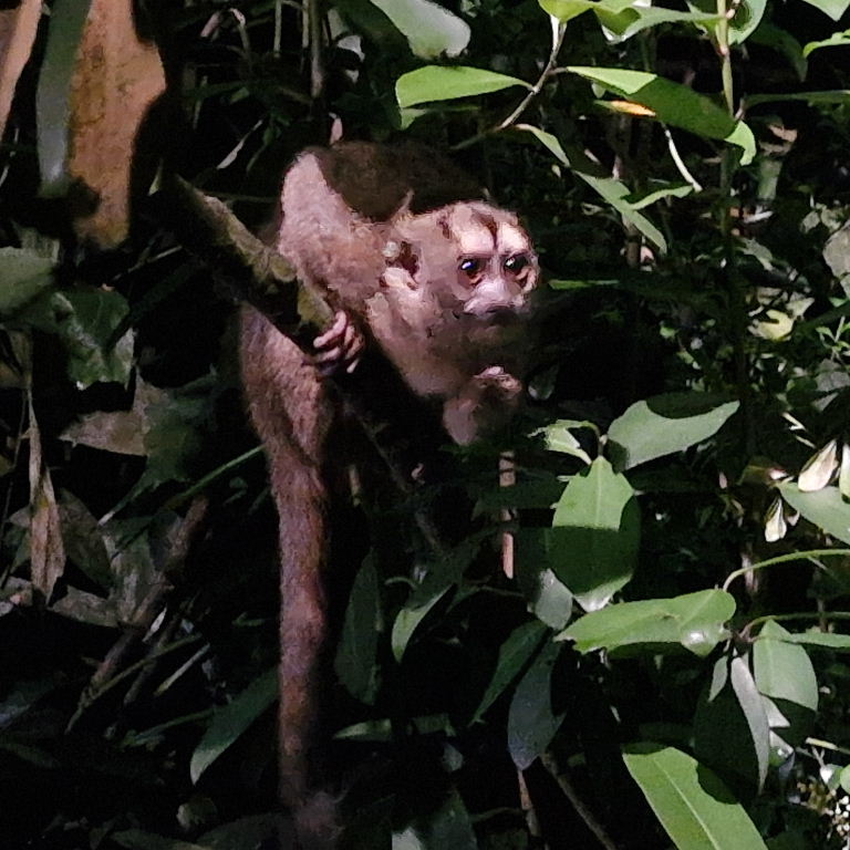 Grey-handed Night Monkey