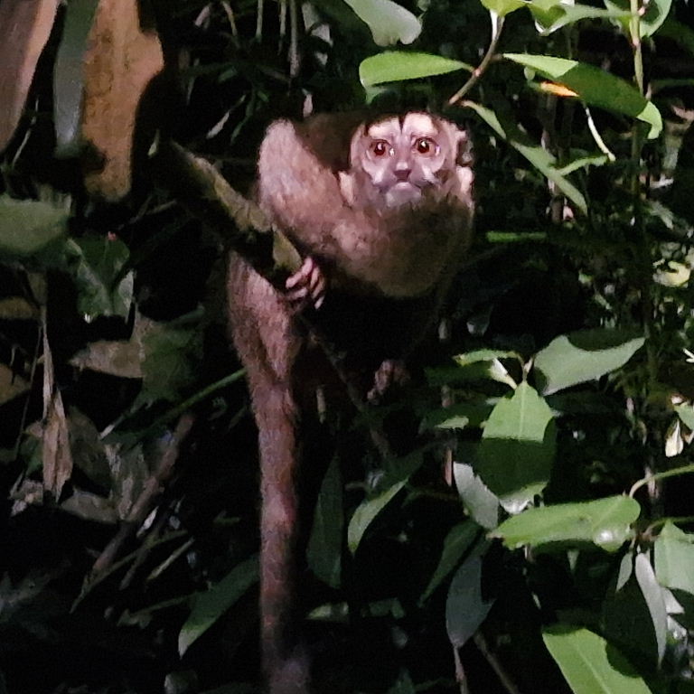 Grey-handed Night Monkey