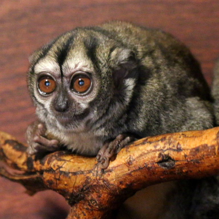 Spix's Night Monkey
