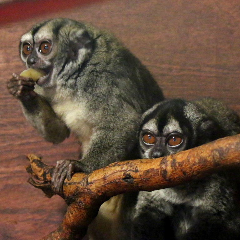 Spix's Night Monkey