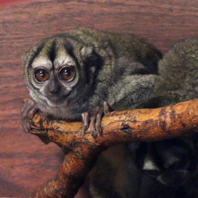Spix's Night Monkey