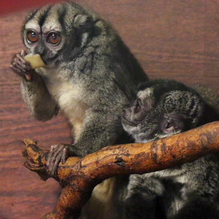 Spix's Night Monkey