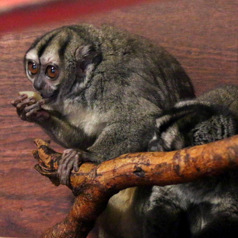 Spix's Night Monkey