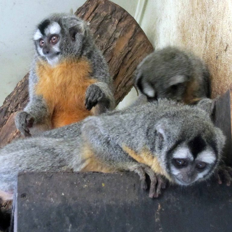 Night Monkey Azara's