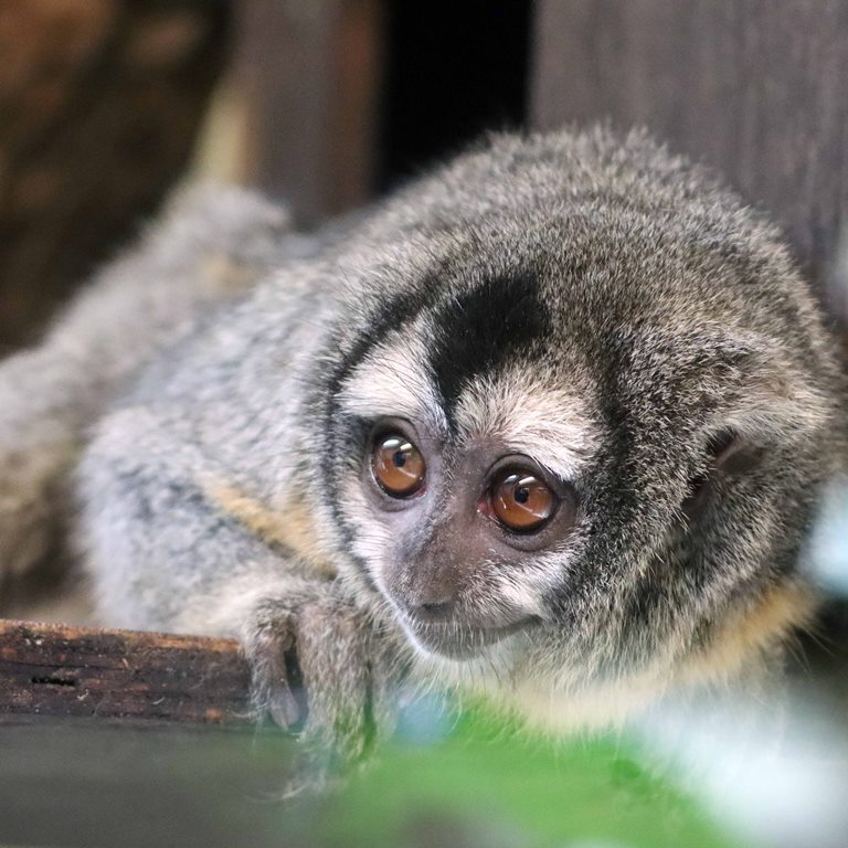 Owl Monkey Bolivian