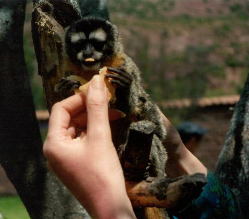 Black-headed Night Monkey