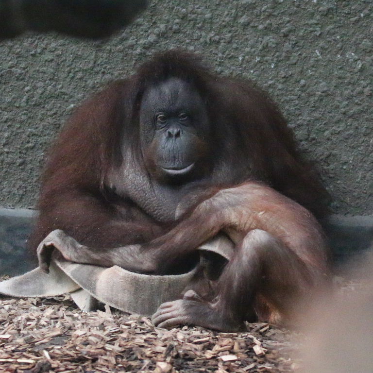 Bornean Orangutan mother with baby