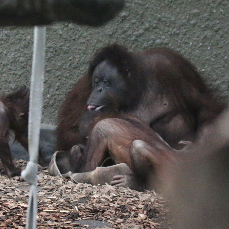Bornean Orangutan with tongue out