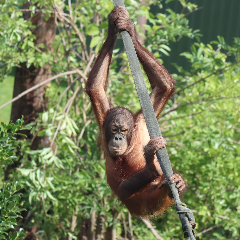 Bornean Orangutan baby