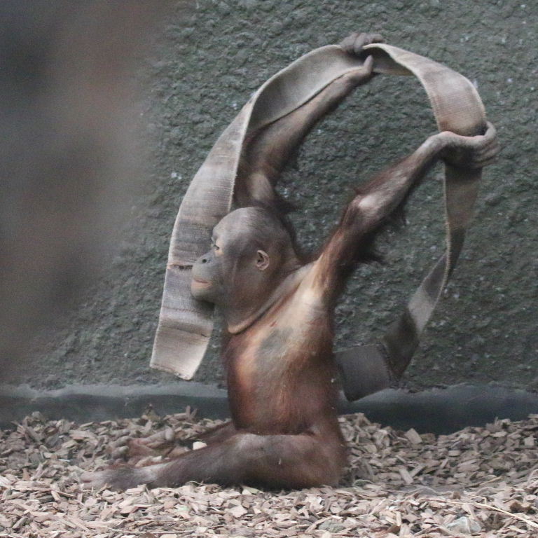 Bornean Orangutan baby