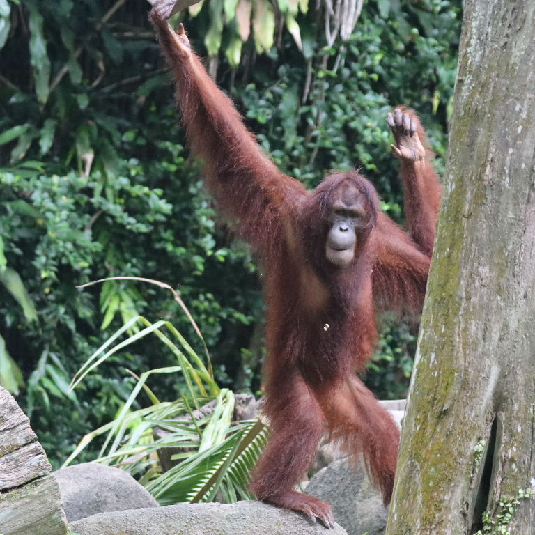 Bornean Orangutan