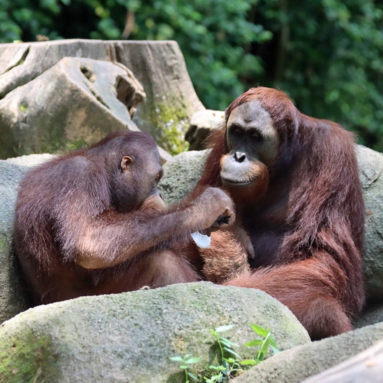 Bornean Orangutan juvenile
