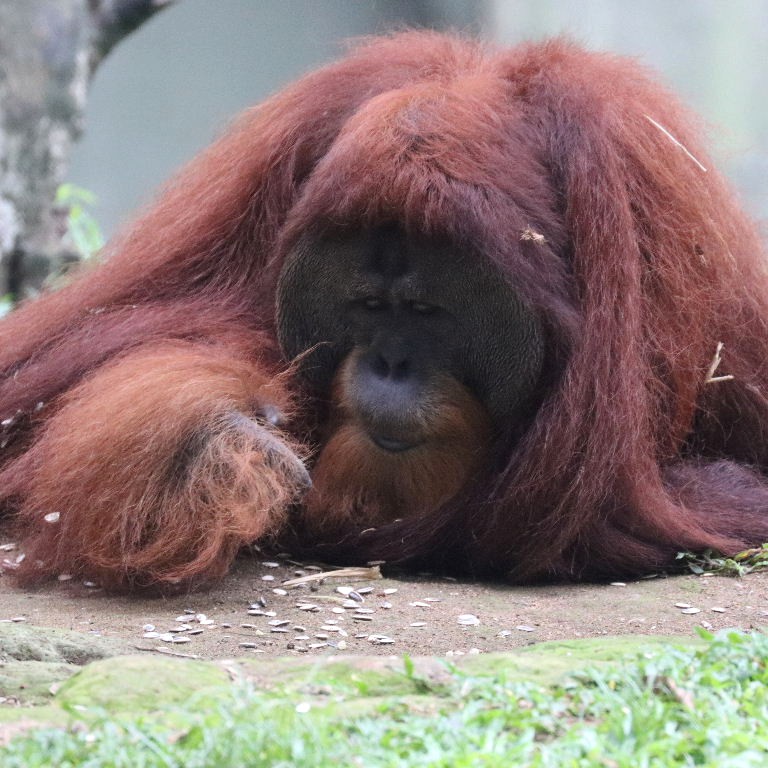Bornean Orangutan male