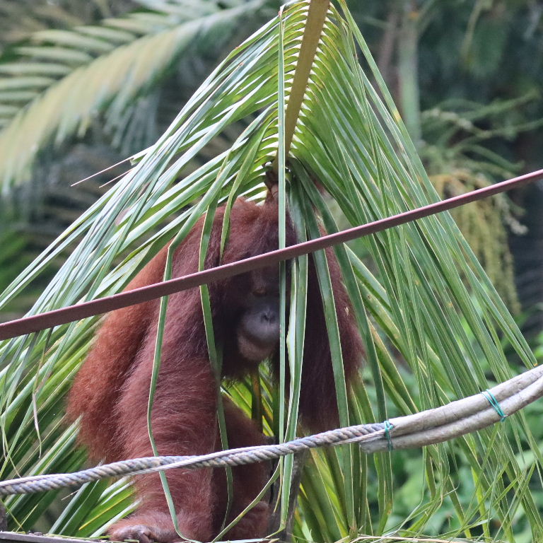 Bornean Orangutan under palm leaf