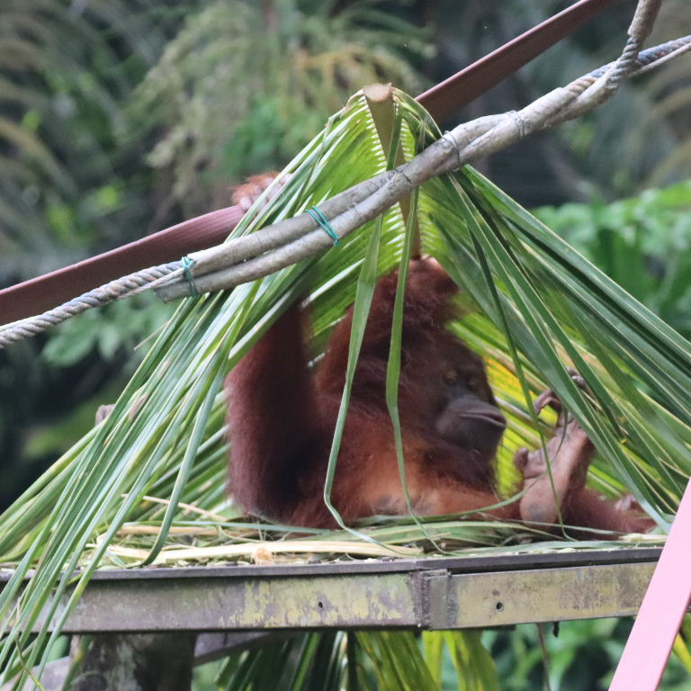 Bornean Orangutan under palm leaf