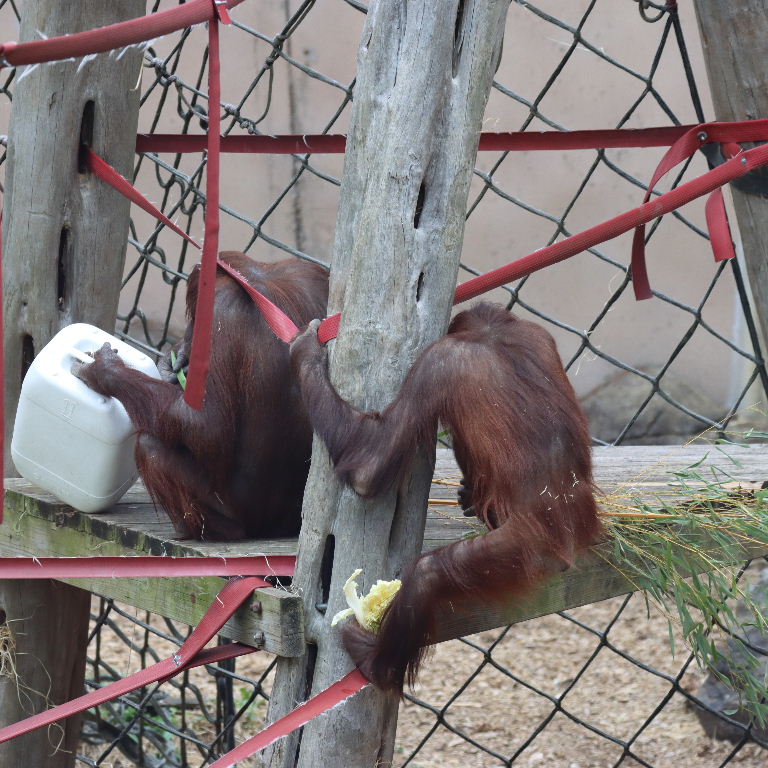 Bornean Orangutans on platform