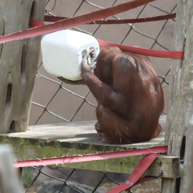 Bornean Orangutan drinking from large bottle