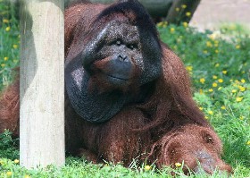 Orangutan