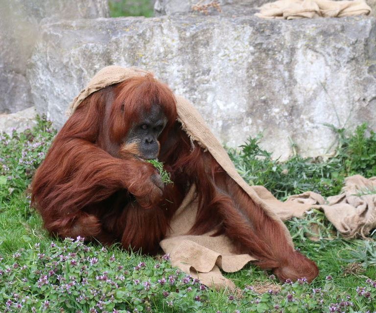 Sumatran Orangutan wearing sack