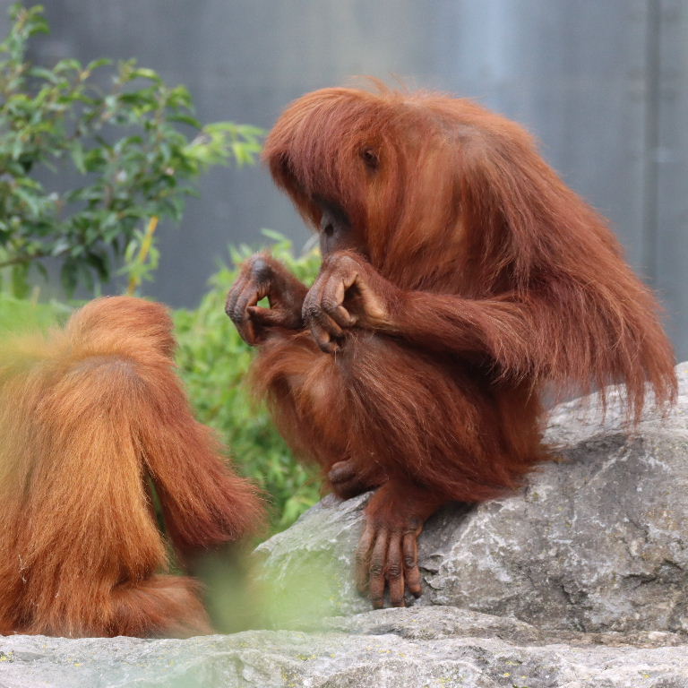 Sumatran Orangutans