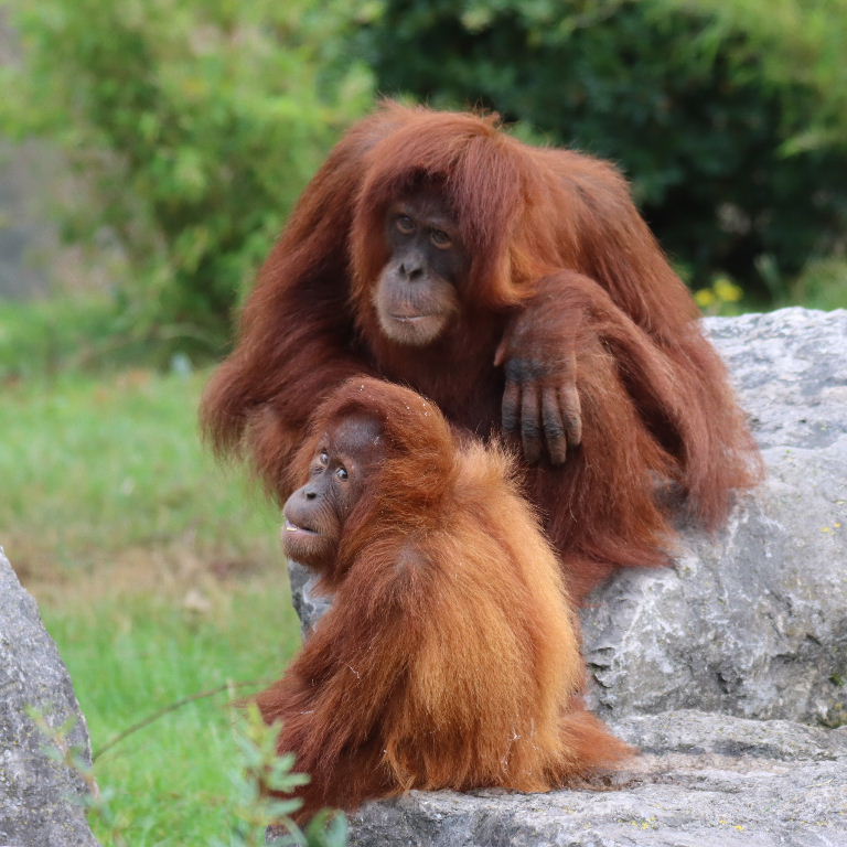 Sumatran Orangutans