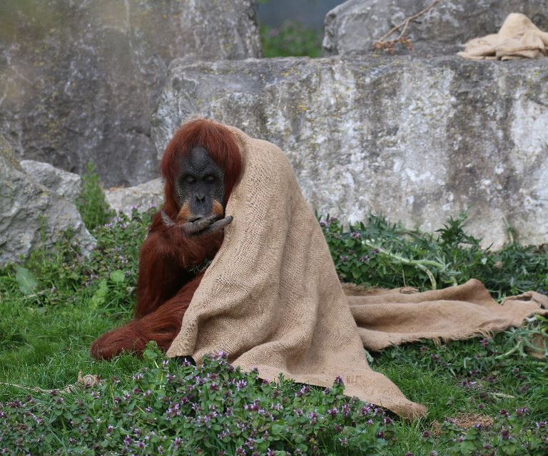 Sumatran Orangutan wearing sackcloth
